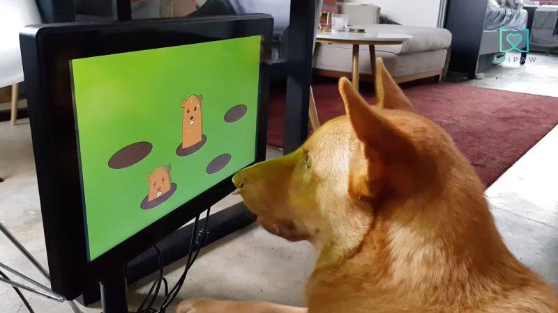 Na svete je prvá herná konzola určená psom 